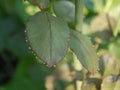 Dew drops hanging from rose leaf Royalty Free Stock Photo