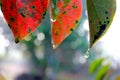 Dew drops hanging from the tips of the leaves. Multicolored fuzzy background. Royalty Free Stock Photo