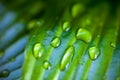 Dew drops on hosta green leaves Royalty Free Stock Photo