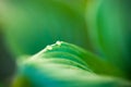 Dew drops on hosta green leaves