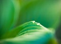 Dew drops on hosta green leaves Royalty Free Stock Photo