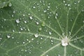 Dew drops on Indian cress, Tropaeolum majus. Royalty Free Stock Photo