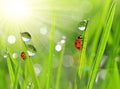 Dew drops and ladybirds closeup Royalty Free Stock Photo