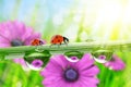 Dew drops and ladybirds Royalty Free Stock Photo