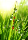 Dew drops and ladybirds Royalty Free Stock Photo