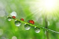 Dew drops and ladybirds Royalty Free Stock Photo