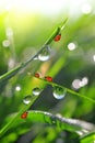 Dew drops and ladybirds Royalty Free Stock Photo