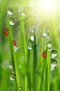 Dew drops and ladybirds Royalty Free Stock Photo