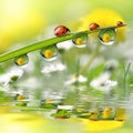 Dew drops and ladybugs Royalty Free Stock Photo