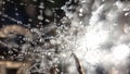 Dew drops lay on a spider web in the undergrowth early in the morning in summer