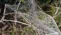 Dew drops lay on a spider web in the undergrowth early in the morning in summer Royalty Free Stock Photo