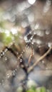 Dew drops lay on a spider web in the undergrowth early in the morning in summer