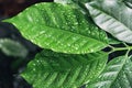 Dew drops, leaf coffee plant. Royalty Free Stock Photo