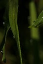 Dew drops on a leaf.