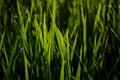 Bokeh Green leaf in the morning with water drop Royalty Free Stock Photo