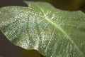 Dew drops on a leaf of the species Colocasia esculenta