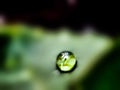 dew drops on leaves, background bokeh, dew drops on bokeh