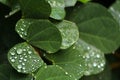 Dew drops on leaves