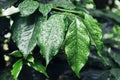 Dew drops, leaf coffee plant. Royalty Free Stock Photo