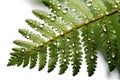 Dew drops on the leaves of a fern, creating a beautiful and delicate pattern.