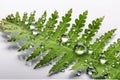 Dew drops on the leaves of a fern, creating a beautiful and delicate pattern.