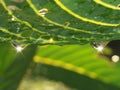 Dew drops on leaves