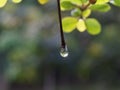 Dew drops on leaves