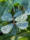 Dew drops on the leaves of green grass sparkle in the sun. Macro Royalty Free Stock Photo