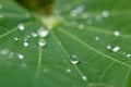 Dew drops on leaves Royalty Free Stock Photo