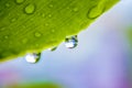 Dew drops on the leaf. Reflecting the image of the house