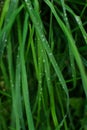 Dew drops on long thin blades of grass. Forest nature in the morning after rain. Close-up Royalty Free Stock Photo