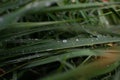 Dew drops on long thin blades of grass. Forest nature in the morning after rain. Royalty Free Stock Photo