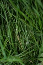 Dew drops on long thin blades of grass. Russian nature in the morning after rain. Close-up Royalty Free Stock Photo