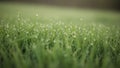 Dew Drops on Lush Green Grass Blades in Soft Morning Light 259. 20251228 Royalty Free Stock Photo