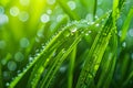 Dew Drops on Lush Green Grass Texture AI Image Royalty Free Stock Photo
