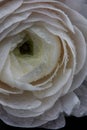Dew drops on a luxurious white Ranunculus. Spring time Royalty Free Stock Photo