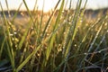 dew drops on marsh vegetation during sunrise