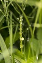 Dew drops in the morning, dew on the grass, close up Royalty Free Stock Photo