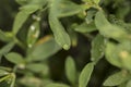 Dew drops in the morning, dew on the grass, view from above Royalty Free Stock Photo