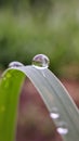 Dew drops on the morning grass With a green background Royalty Free Stock Photo