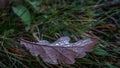 Dew drops on oak leave Royalty Free Stock Photo