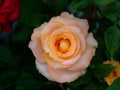 Dew Drops on The Orange Yellow Rose Flowers Royalty Free Stock Photo