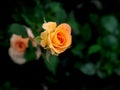 Dew Drops on The Orange Yellow Rose Flowers Royalty Free Stock Photo