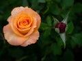 Dew Drops on The Orange Yellow Rose Flowers with Red Bud Blooming Royalty Free Stock Photo