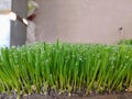 Water droplets condensed over wheatgrass.