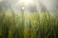 Dew drops on paddy leaves under sunrise light Royalty Free Stock Photo