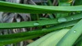 Pandan`s fresh green long leaf growingPandanus amaryllifolius. Royalty Free Stock Photo