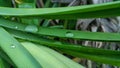 Pandan`s fresh green long leaf growing Pandanus amaryllifolius. Royalty Free Stock Photo