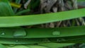 Pandan`s fresh green long leaf growing Pandanus amaryllifolius. Royalty Free Stock Photo