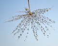 Dew drops on a part of dandelion - against the blue sky Royalty Free Stock Photo